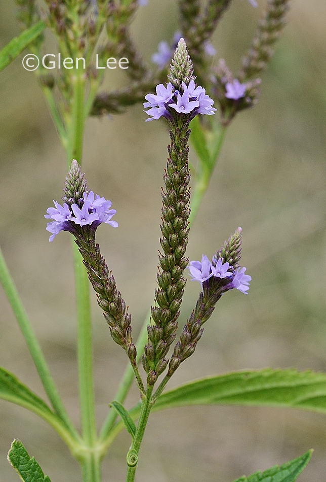 Verbena hastata photos Saskatchewan Wildflowers